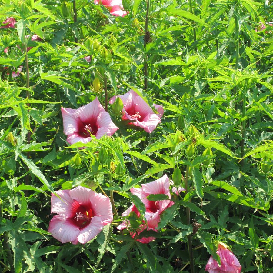 Hibiscus 'Lady Baltimore' - Rose Mallow from Babikow Wholesale Nursery