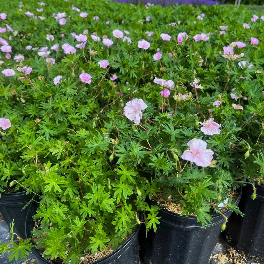 Geranium san. 'var. lancastriense' - Bloody Crane's Bill from Babikow Wholesale Nursery