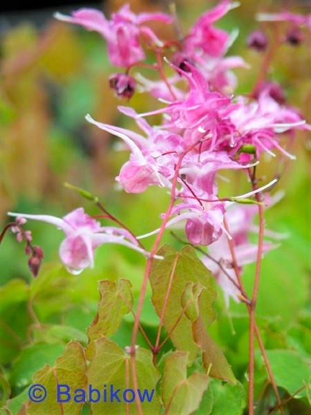 Epimedium gra. 'Lilafee' - Barrenwort from Babikow Wholesale Nursery