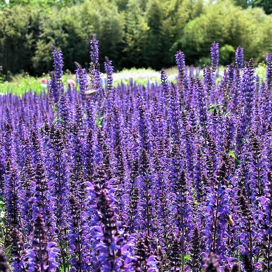 Salvia nem. 'May Night' - Meadow Sage from Babikow Wholesale Nursery