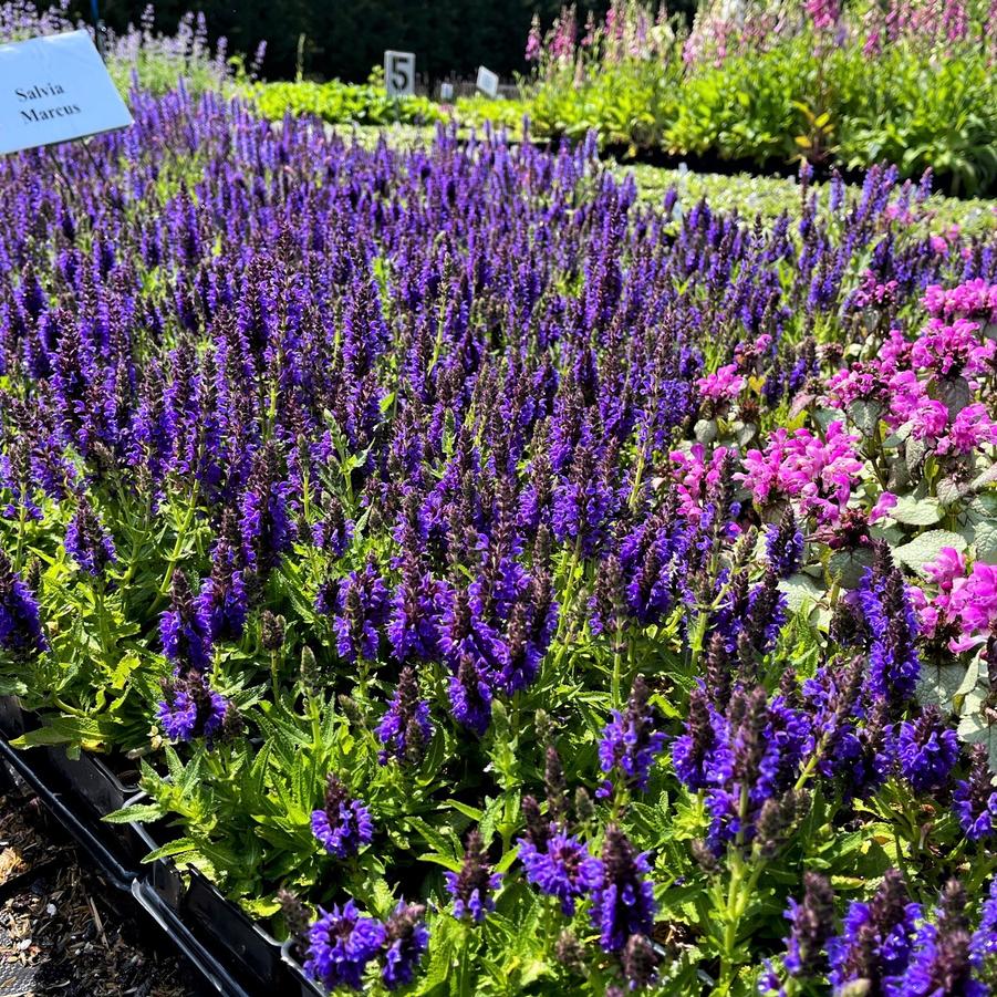 Salvia nem. 'Marcus' - Meadow Sage from Babikow Wholesale Nursery