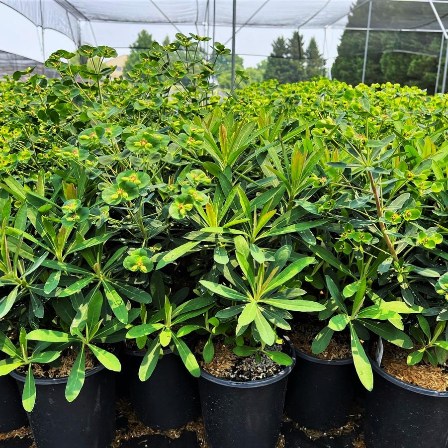 Euphorbia martinii - Wood Spurge from Babikow Wholesale Nursery