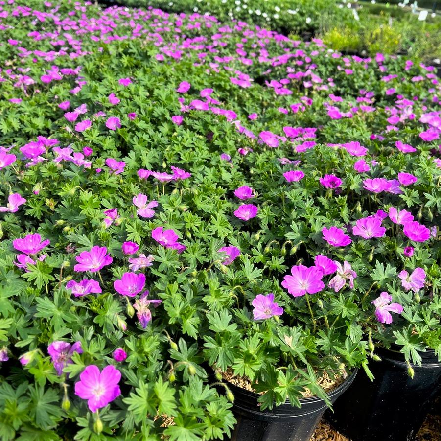 Geranium san. 'Max Frei' - Bloody Crane's Bill from Babikow Wholesale Nursery