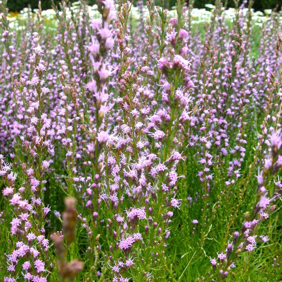 Liatris microcephala - Dwarf Blazing Star from Babikow Wholesale Nursery