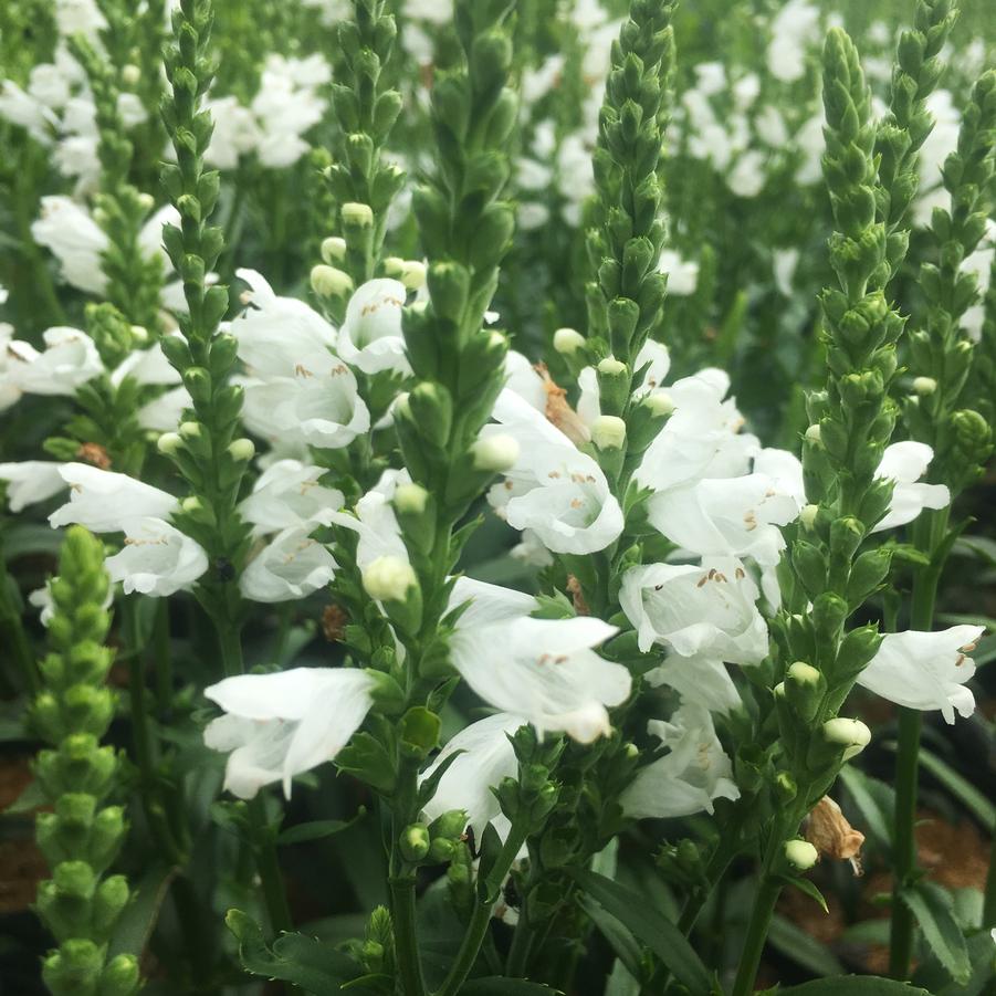 Physostegia 'Miss Manners' - Obedient Plant from Babikow Wholesale Nursery