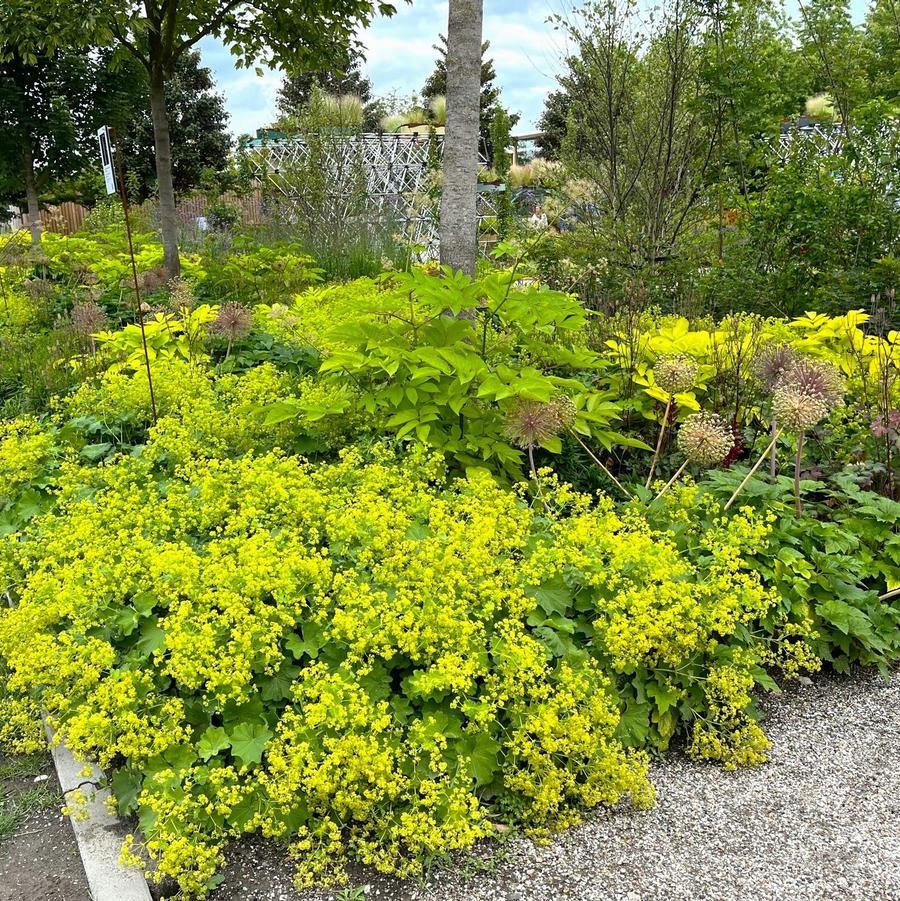 Alchemilla mollis - Lady's Mantle from Babikow Wholesale Nursery