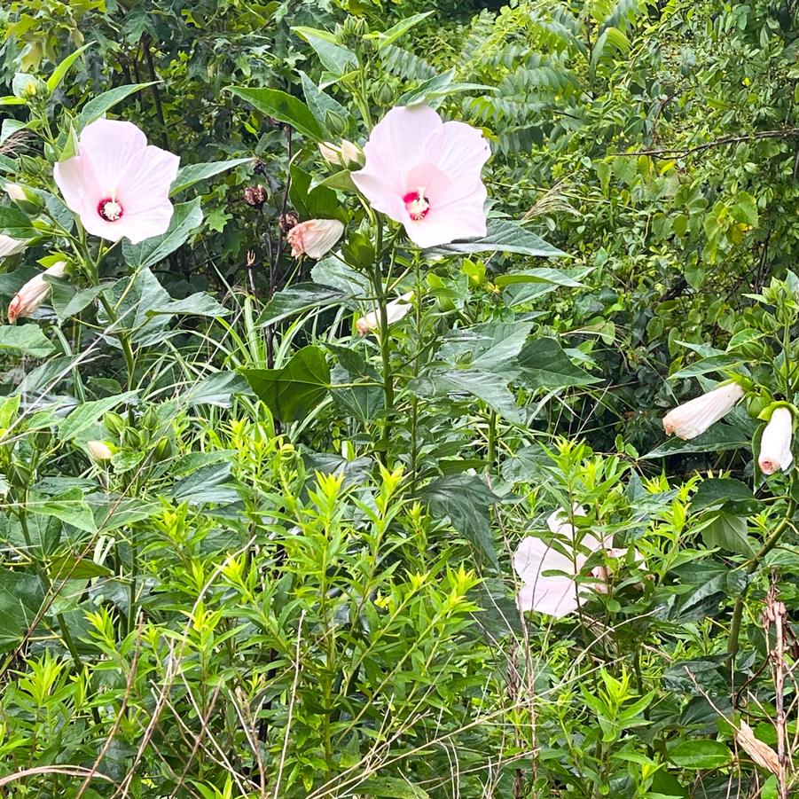 Hibiscus moscheutos - Eastern Rose Mallow from Babikow Wholesale Nursery