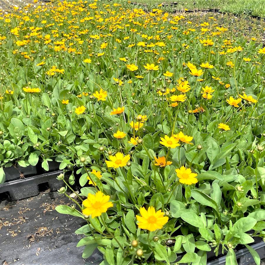 Coreopsis aur. 'Nana' - Tickseed from Babikow Wholesale Nursery