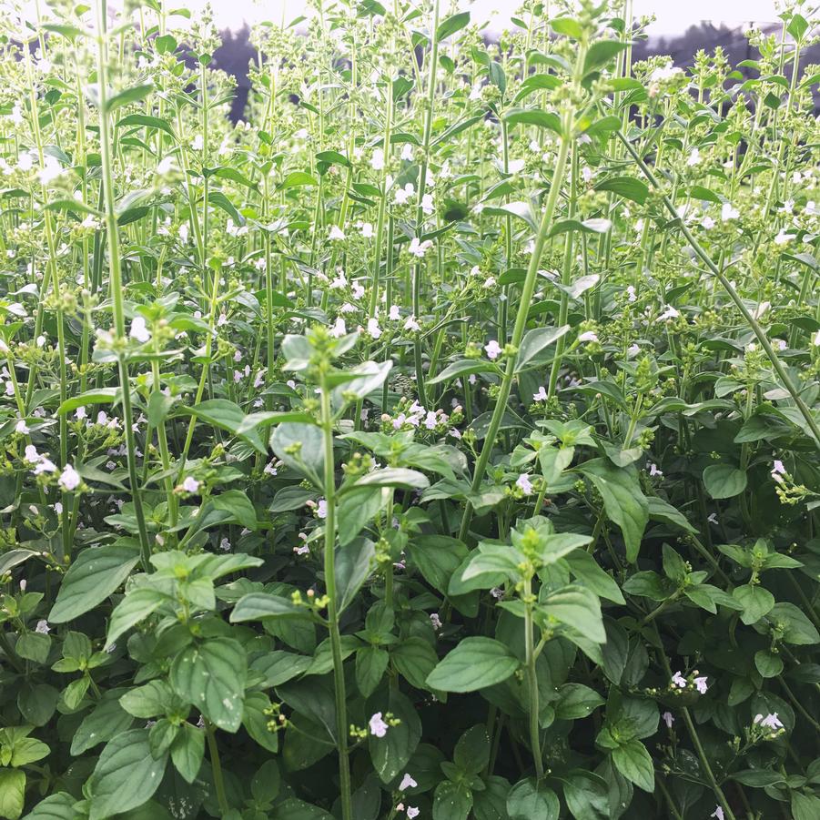 Calamintha nepeta 'subsp. nepeta' - Calamint from Babikow Wholesale Nursery