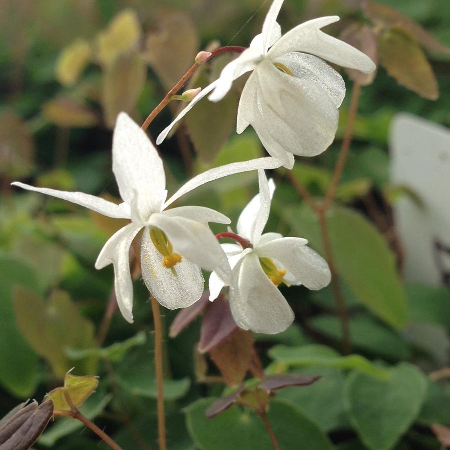 Epimedium you. 'Niveum' - Barrenwort from Babikow Wholesale Nursery