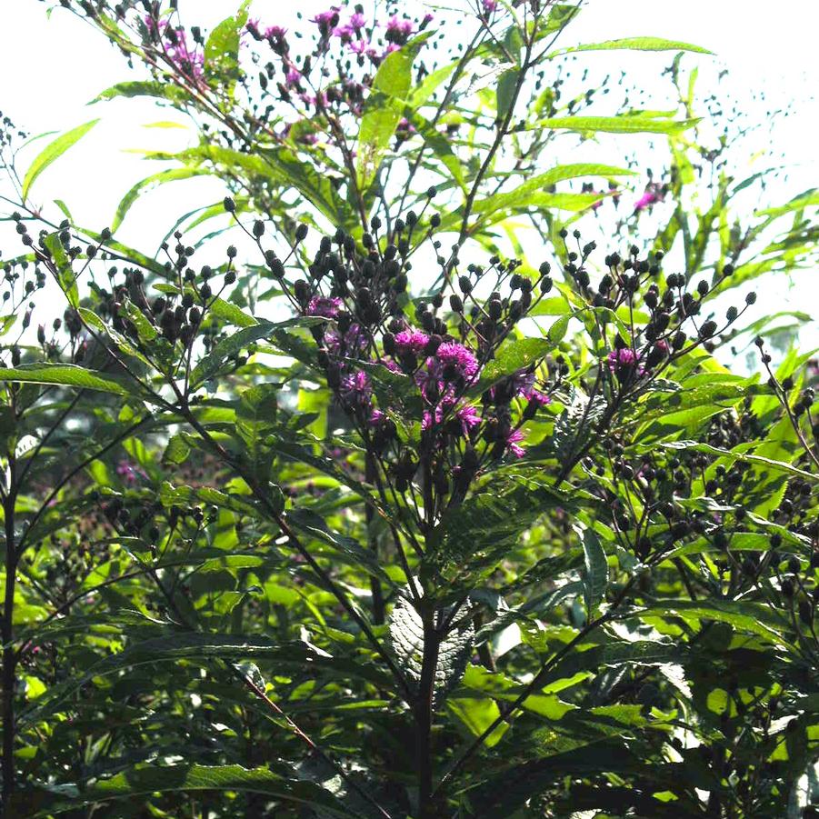 Vernonia noveboracensis - New York Ironweed from Babikow Wholesale Nursery