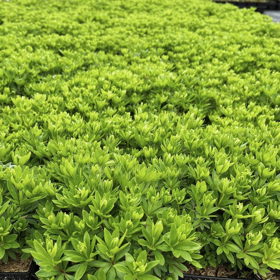 Galium odoratum - Sweet Woodruff from Babikow Wholesale Nursery