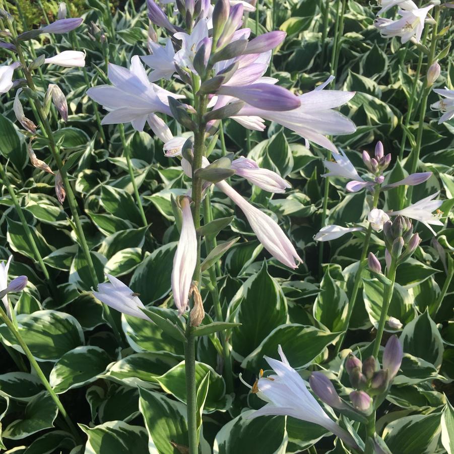 Hosta x 'Patriot' - Hosta from Babikow Wholesale Nursery