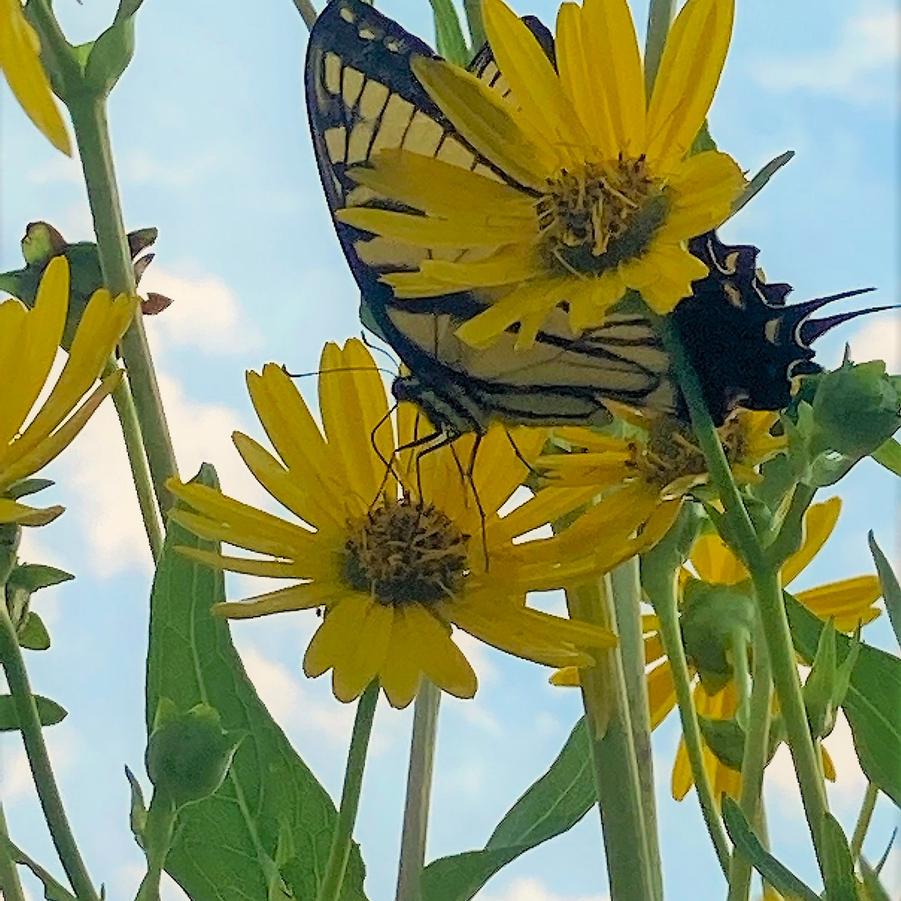 Silphium perfoliatum - Cup Plant from Babikow Wholesale Nursery