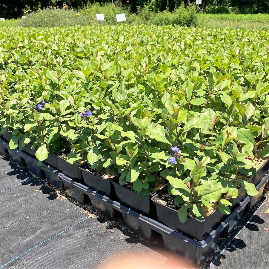 Ceratostigma plumbaginoides - Leadwort from Babikow Wholesale Nursery