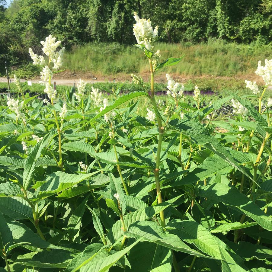 Persicaria polymorpha - White Fleeceflower from Babikow Wholesale Nursery