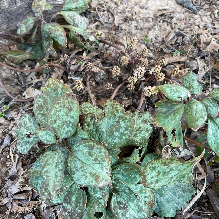 Pachysandra procumbens - Allegheny Spurge from Babikow Wholesale Nursery