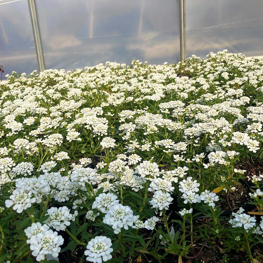 Iberis sem. 'Purity' - Hardy Candytuft from Babikow Wholesale Nursery