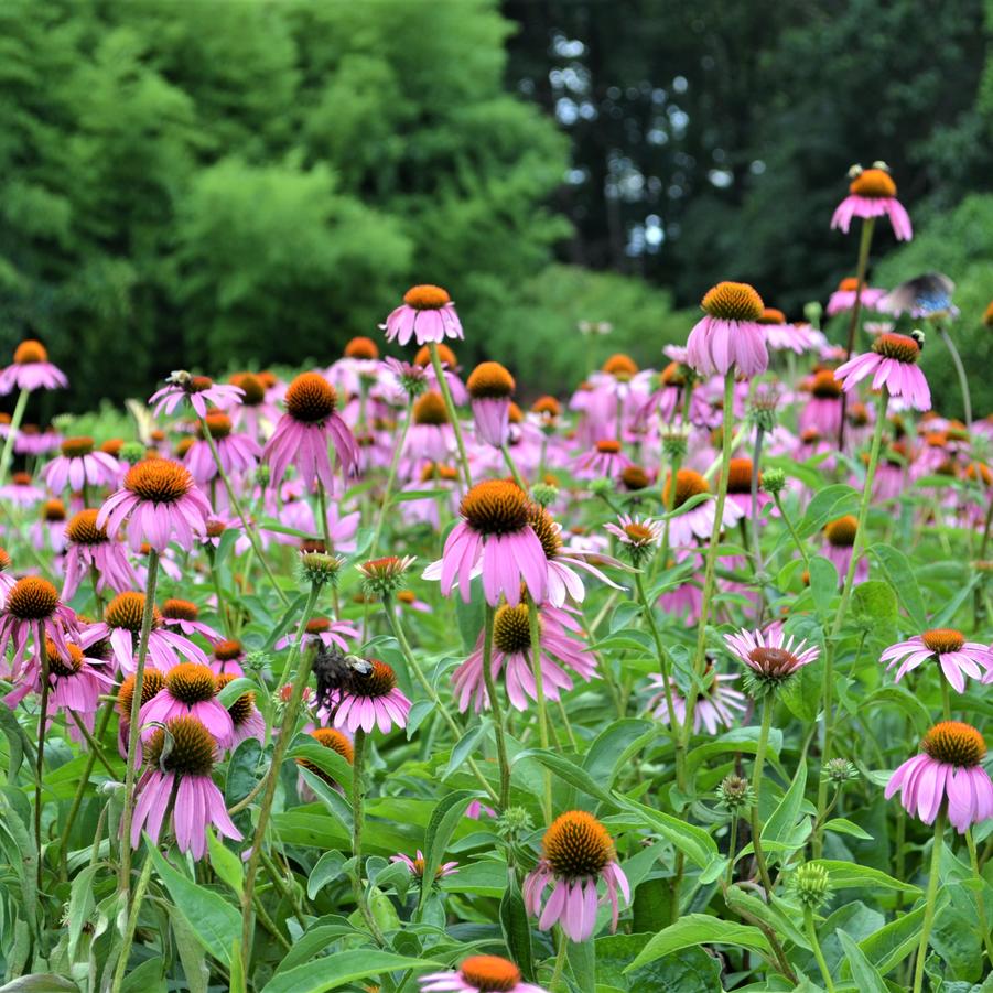 Echinacea purpurea - Purple Coneflower from Babikow Wholesale Nursery