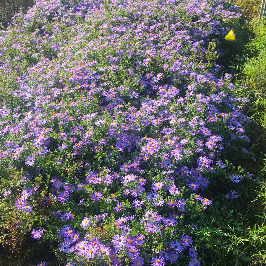 Aster obl. 'Raydon's Favorite' - Aromatic Aster from Babikow Wholesale Nursery