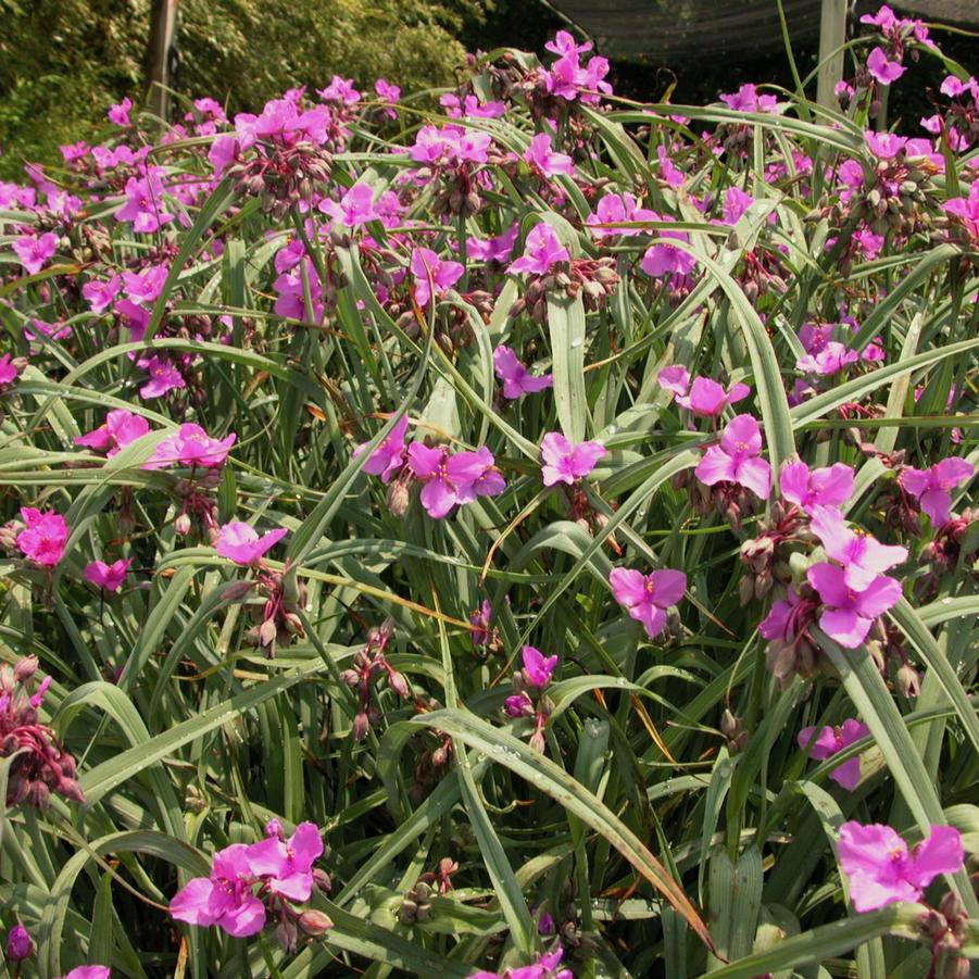 Tradescantia 'Red Grape' - Spiderwort from Babikow Wholesale Nursery