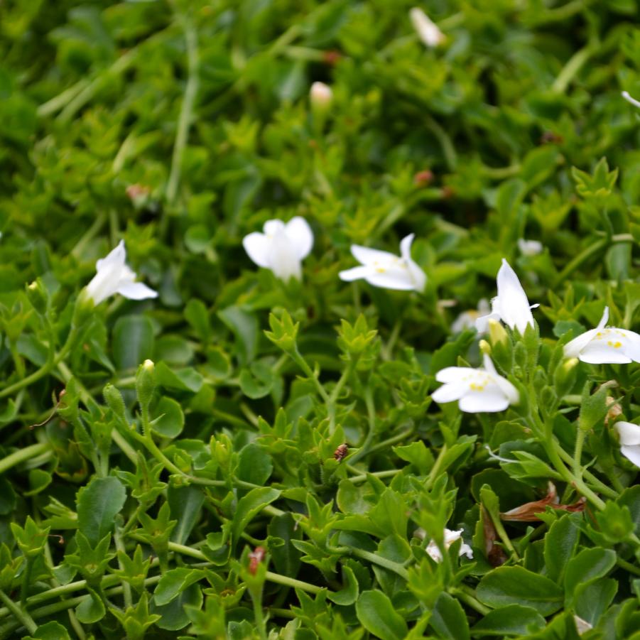 Mazus rep. 'Albus' - Creeping Mazus from Babikow Wholesale Nursery