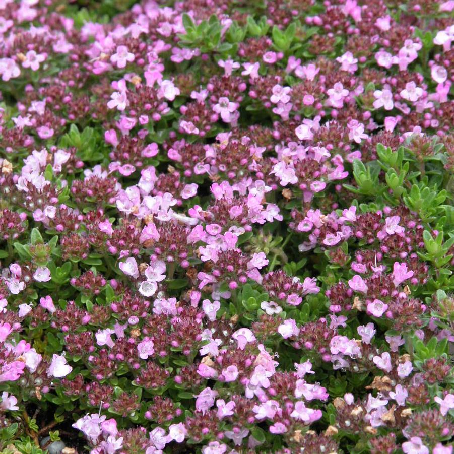 Thymus ser. 'Roseum' - Pink Creeping Thyme from Babikow Wholesale Nursery