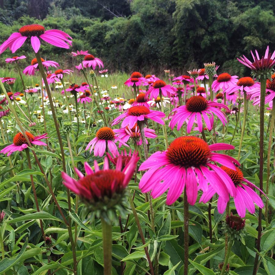 Echinacea 'Rubinstern (Ruby Star)' - Coneflower from Babikow Wholesale Nursery