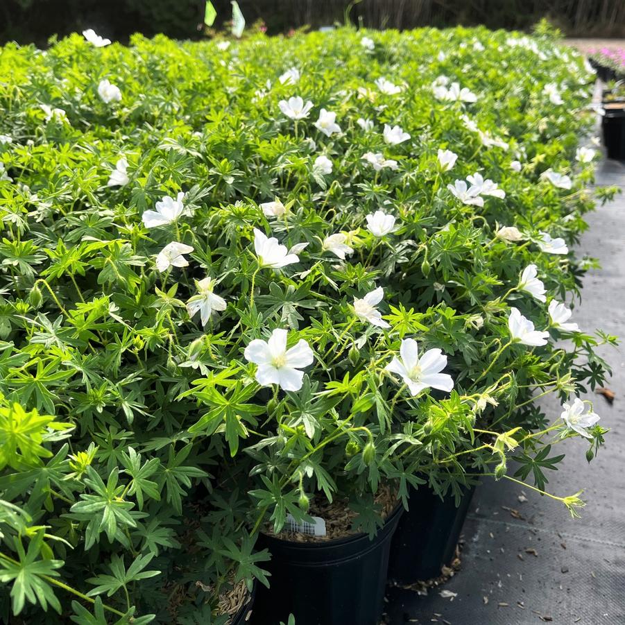 Geranium san. 'Album' - Bloody Crane's Bill from Babikow Wholesale Nursery