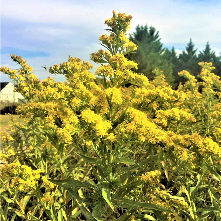 Solidago sempervirens - Seaside Goldenrod from Babikow Wholesale Nursery