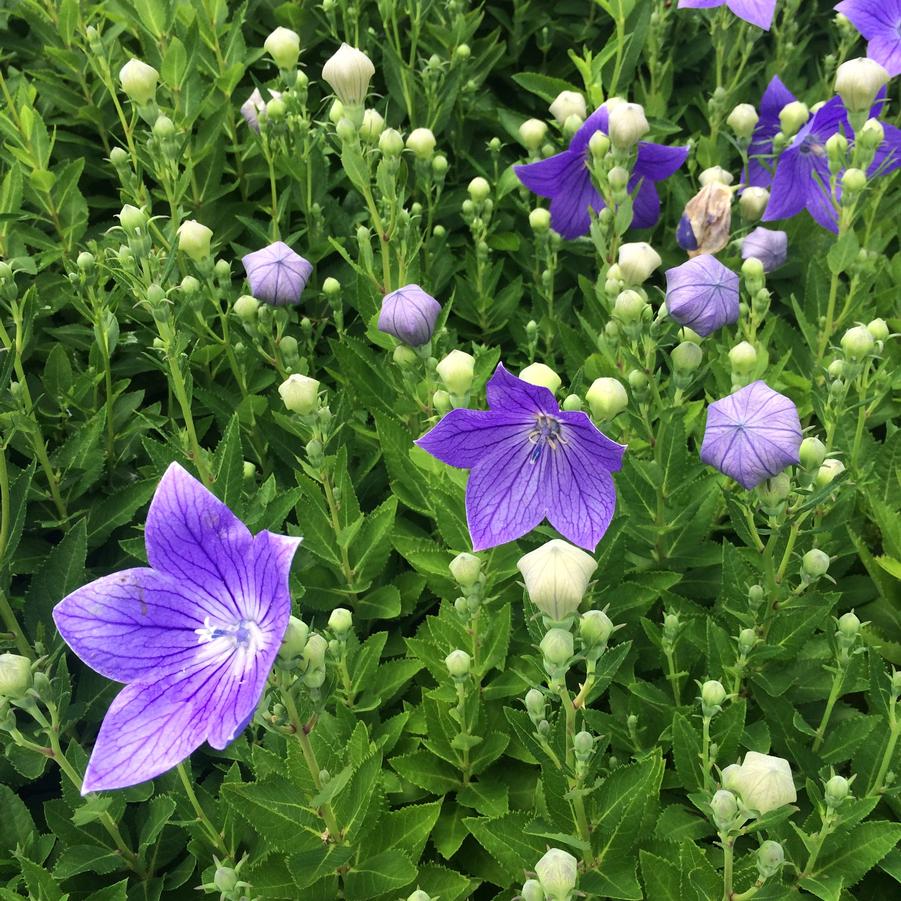 Platycodon 'Sentimental Blue' - Balloon Flower from Babikow Wholesale Nursery