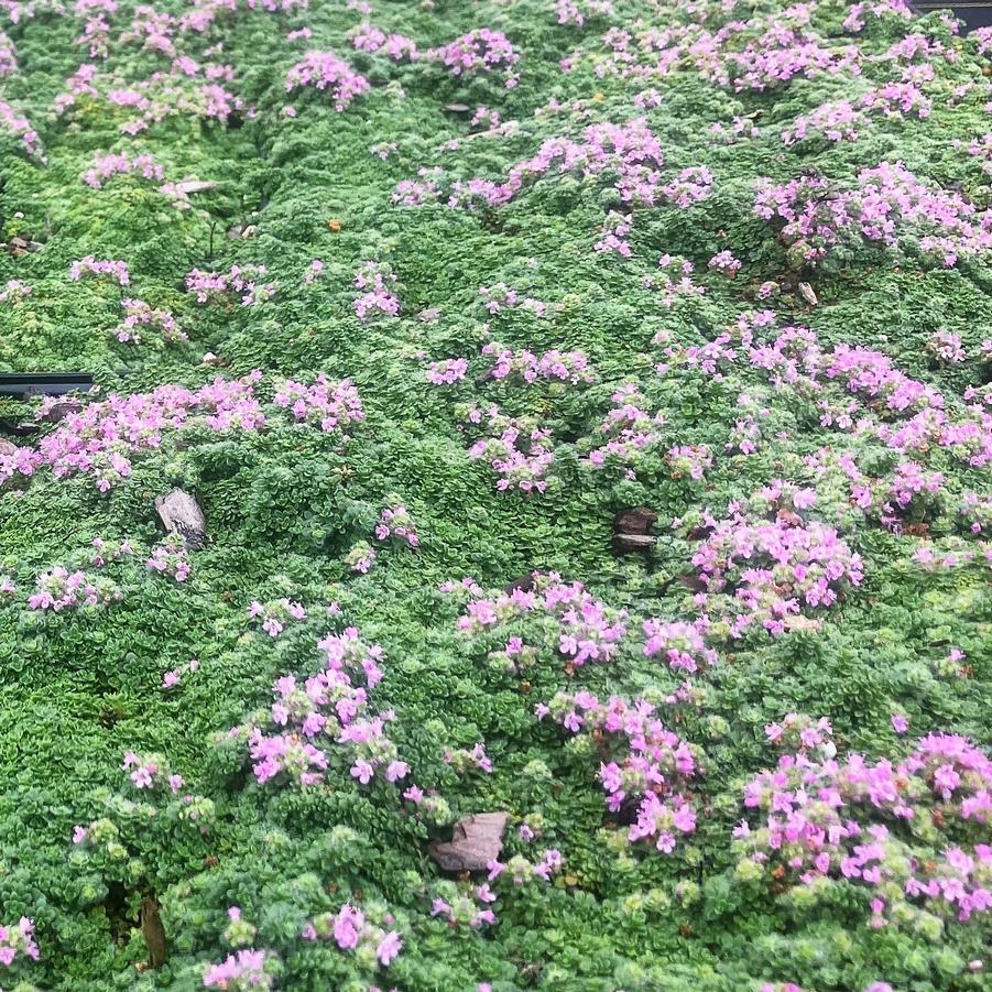 Thymus ser. 'Minus' - Creeping Thyme from Babikow Wholesale Nursery