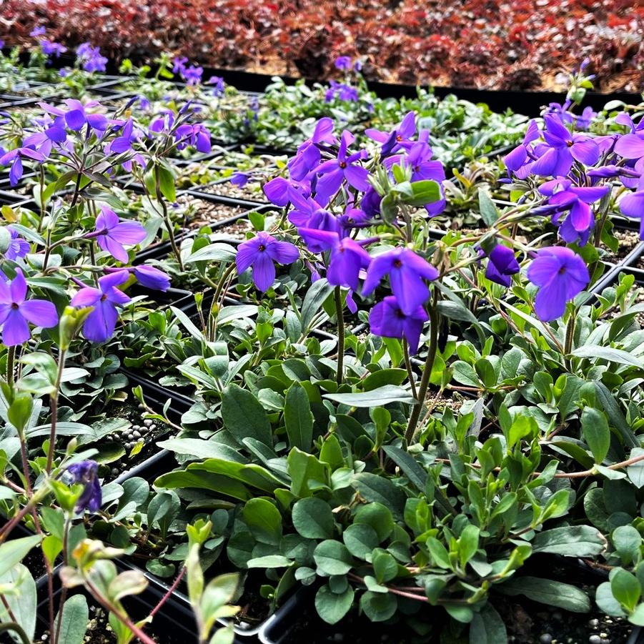 Phlox sto. 'Sherwood Purple' - Creeping Phlox from Babikow Wholesale Nursery