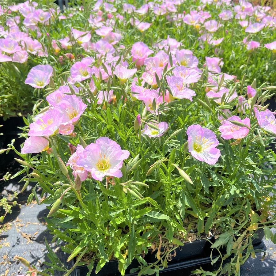 Oenothera ber. 'Siskiyou' - Evening primrose from Babikow Wholesale Nursery