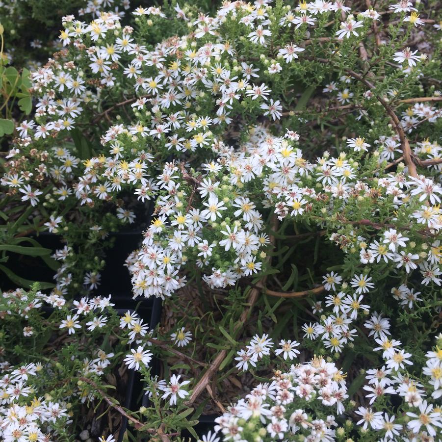 Aster eri. 'Snow Flurry' - Heath Aster from Babikow Wholesale Nursery