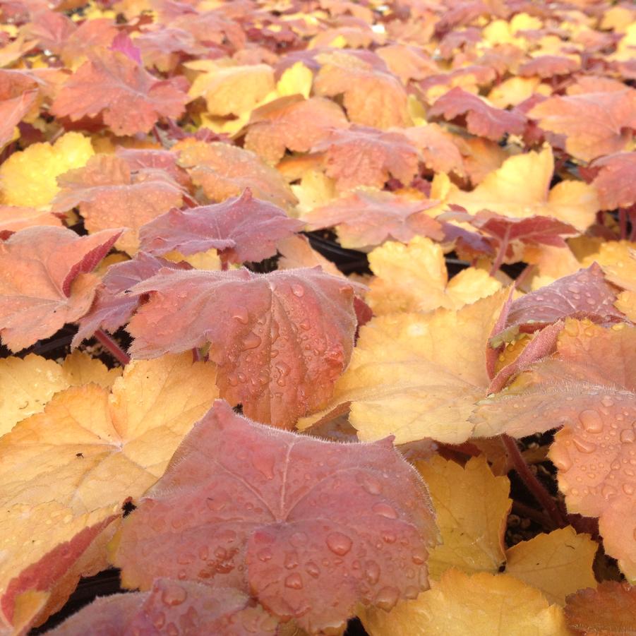 Heuchera x 'Southern Comfort' - Coral bells from Babikow Wholesale Nursery