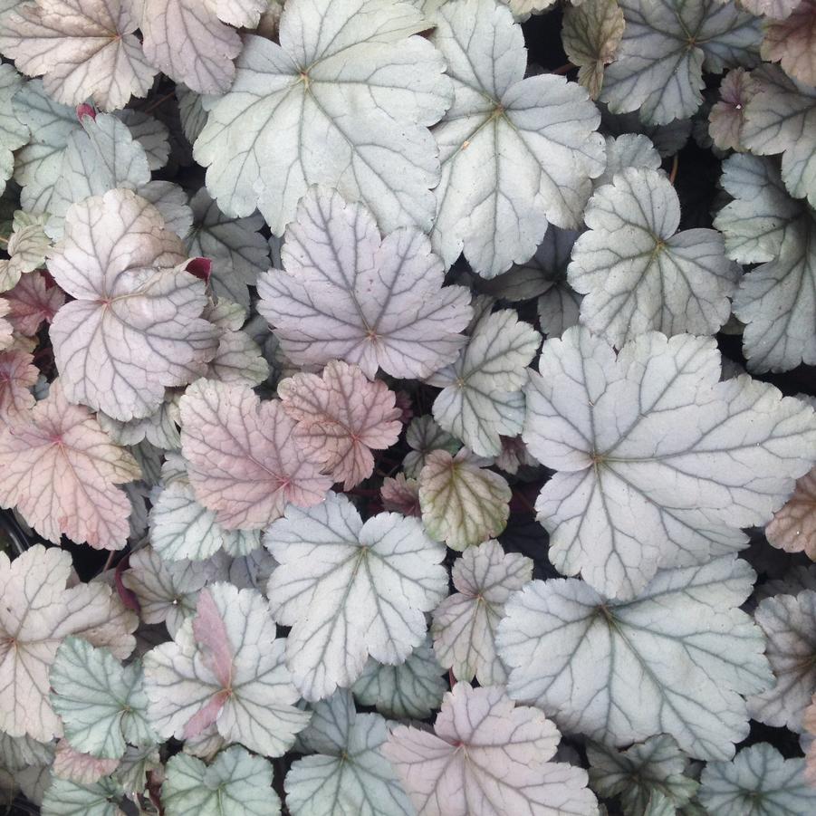 Heuchera x 'Stainless Steele' - Coral bells from Babikow Wholesale Nursery