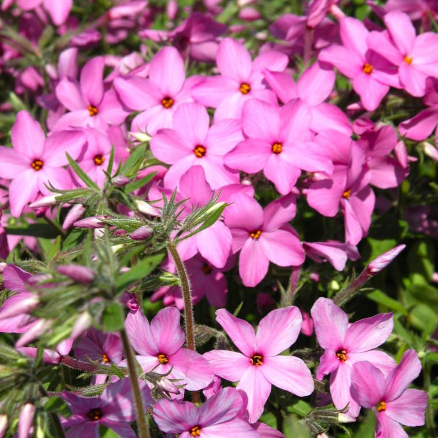 Phlox stolonifera - Creeping Phlox from Babikow