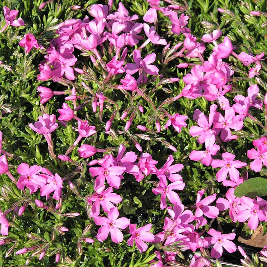 Phlox sub. 'Emerald Pink' - Moss Phlox from Babikow Wholesale Nursery