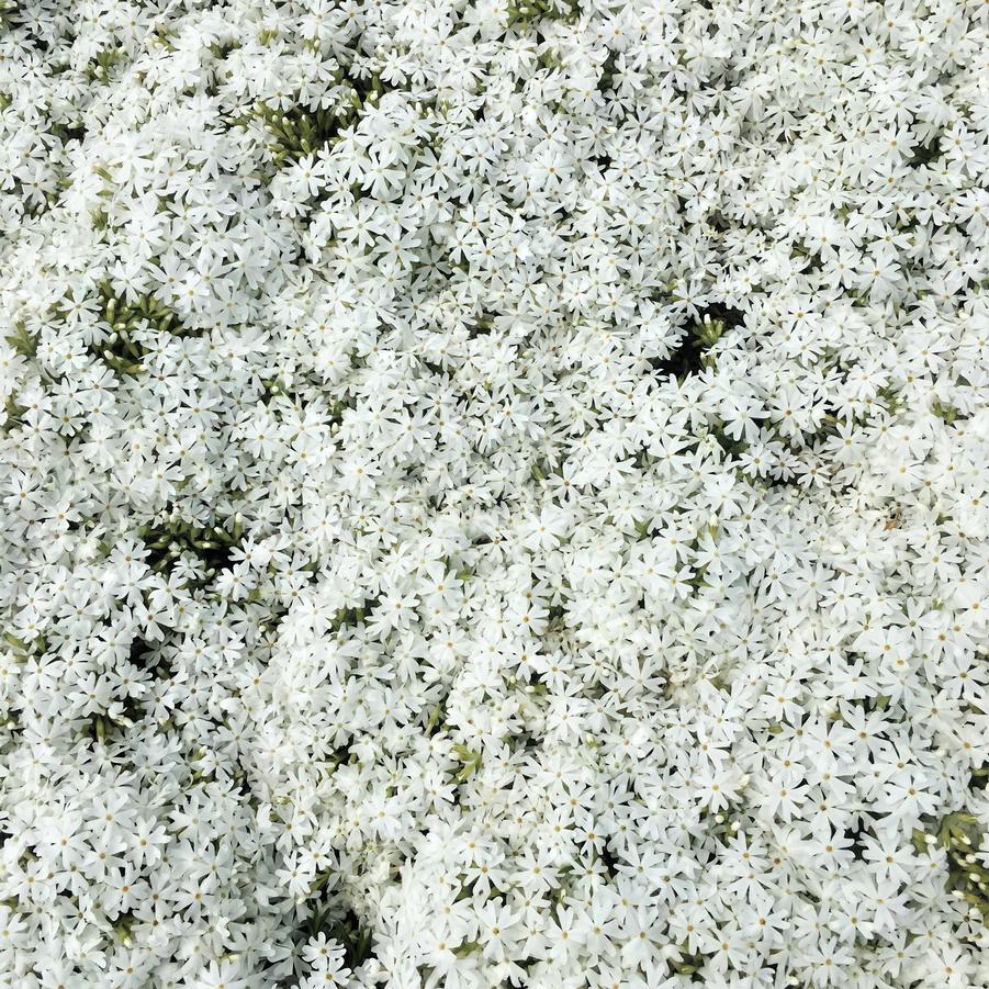 Phlox sub. 'Snowflake' - Moss Phlox from Babikow Wholesale Nursery