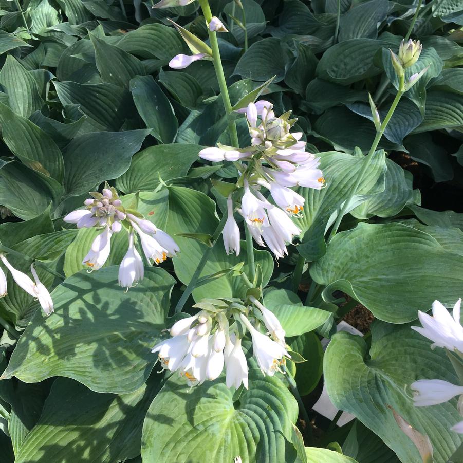 Hosta x 'Blue Angel' - Hosta from Babikow Wholesale Nursery