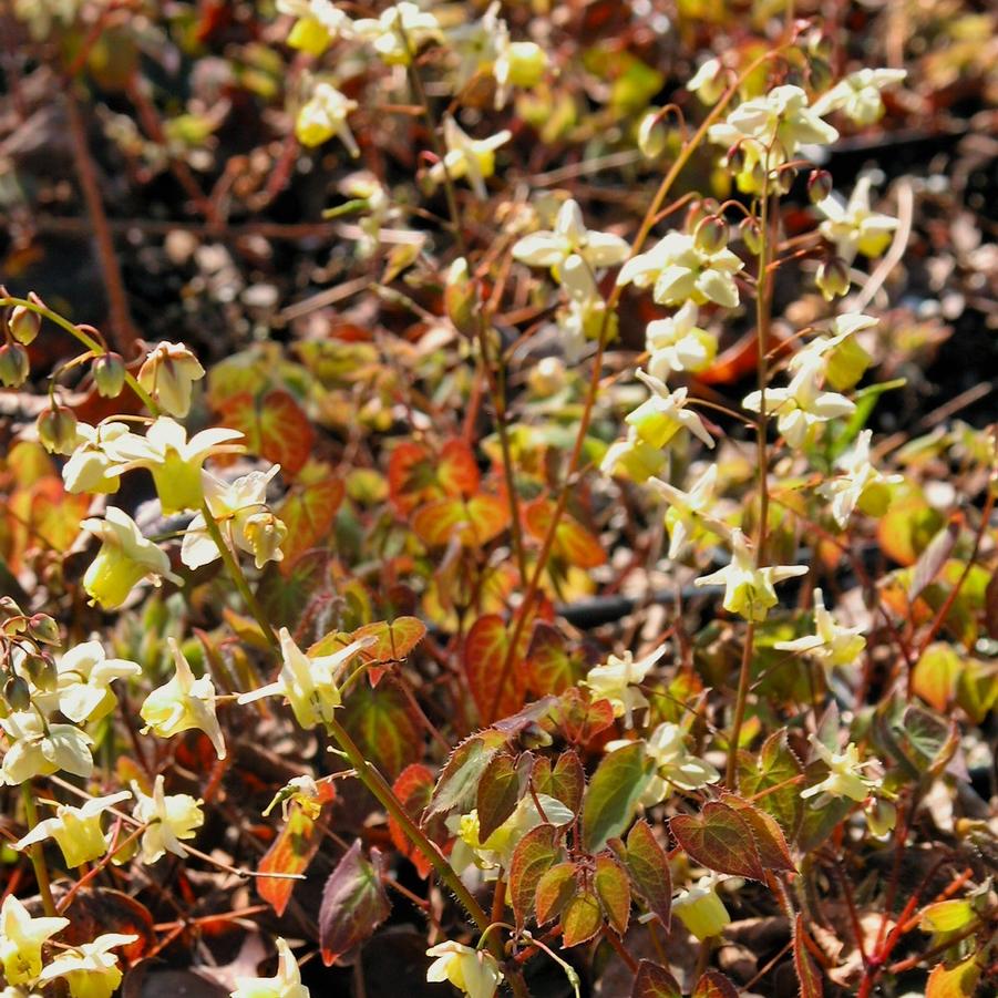 Epimedium ver. 'Sulphureum' - Barrenwort from Babikow Wholesale Nursery