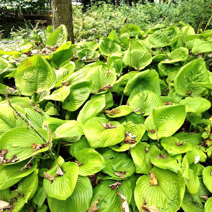 Hosta x 'Sum and Substance' - Hosta from Babikow Wholesale Nursery