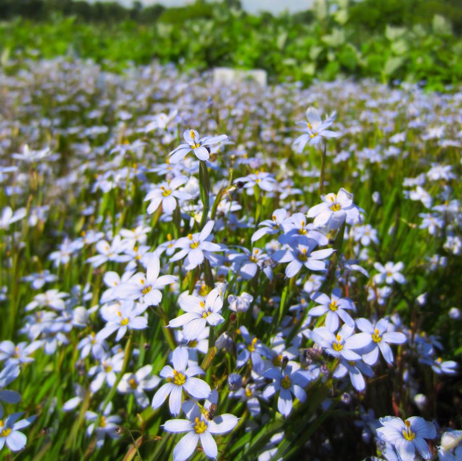 Sisyrinchium ang. 'Suwannee' - Blue Eyed Grass from Babikow Wholesale Nursery