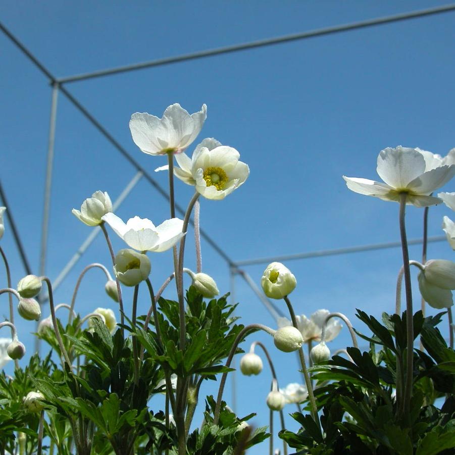 Anemone sylvestris - Snowdrop Windflower from Babikow