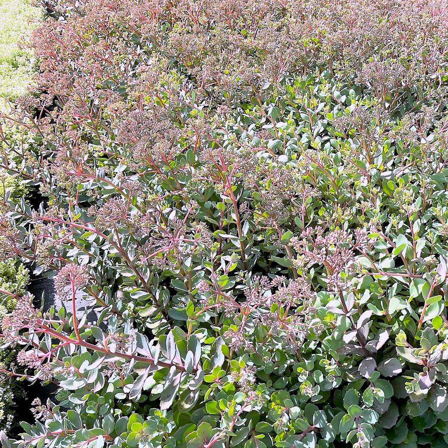 Sedum 'Vera Jameson' - Stonecrop from Babikow Wholesale Nursery