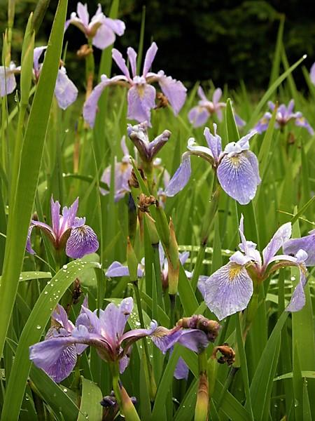 Iris versicolor - Blue flag Iris from Babikow Wholesale Nursery