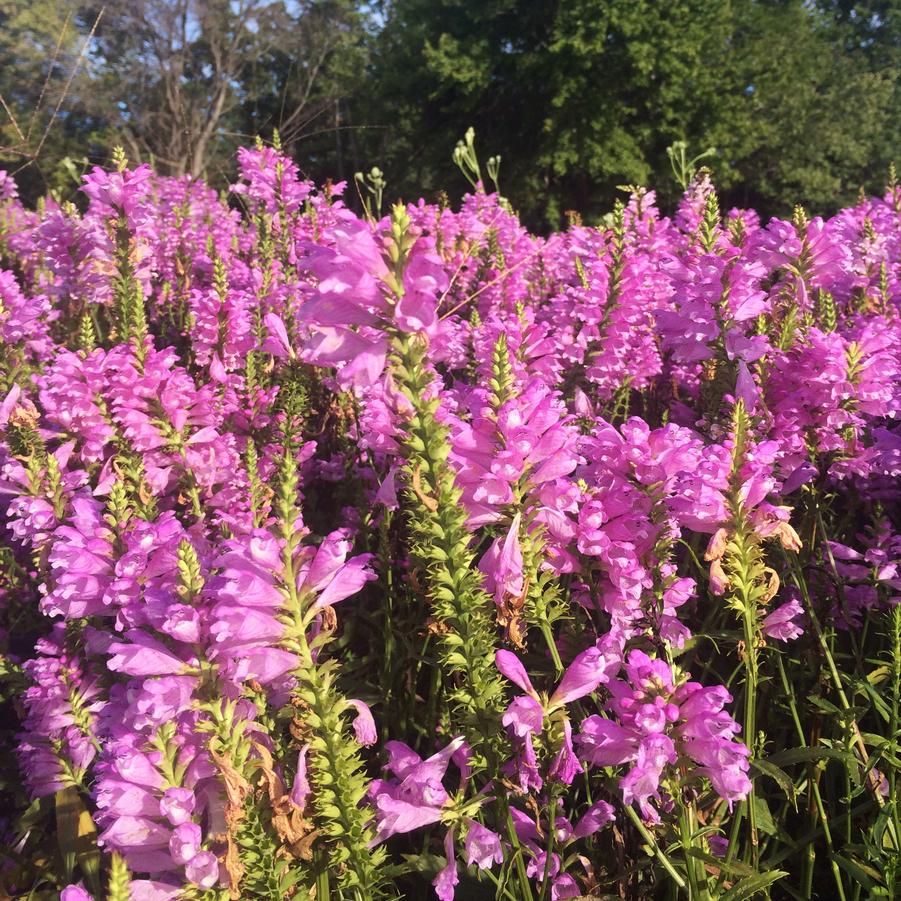 Physostegia 'Vivid' - Obedient Plant from Babikow Wholesale Nursery