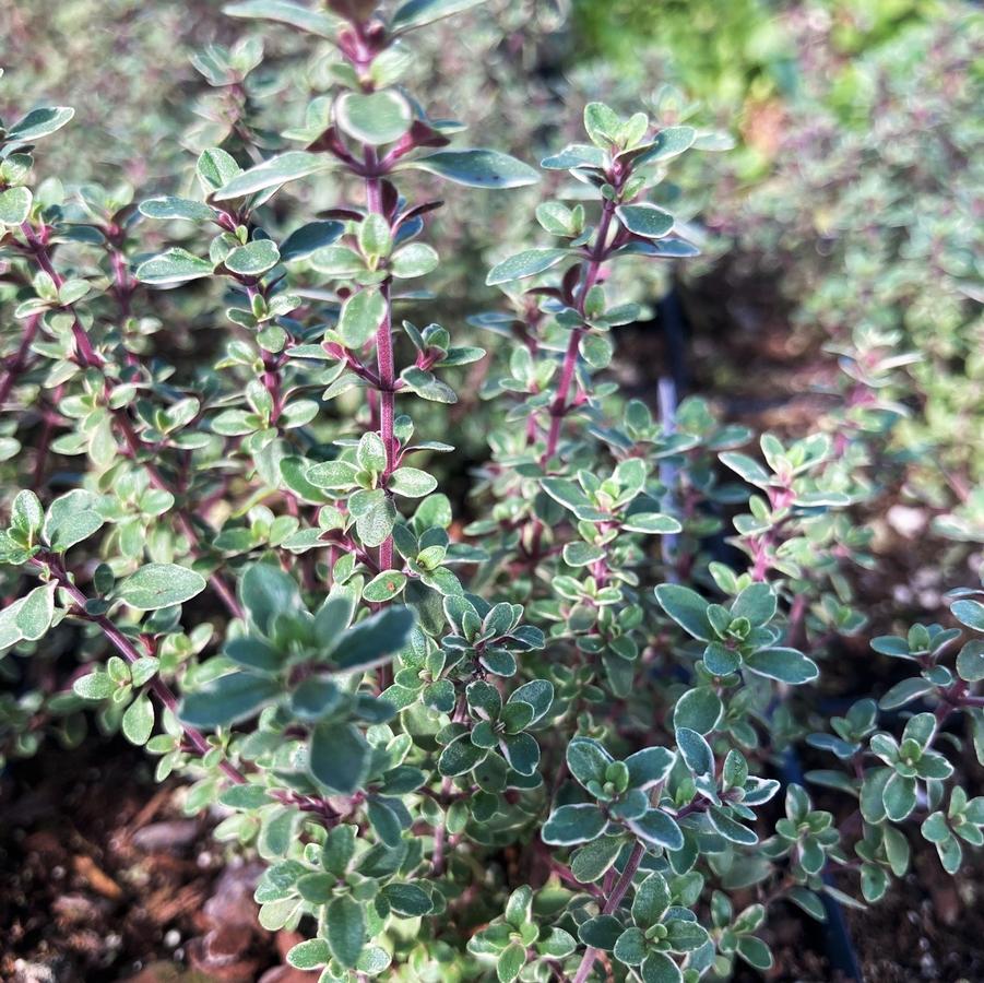 Thymus vul. 'Silver Posie' - Silver Thyme from Babikow Wholesale Nursery