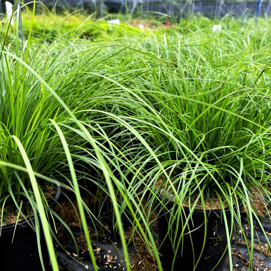 Carex pennsylvanica - Pennyslvania Sedge from Babikow Wholesale Nursery